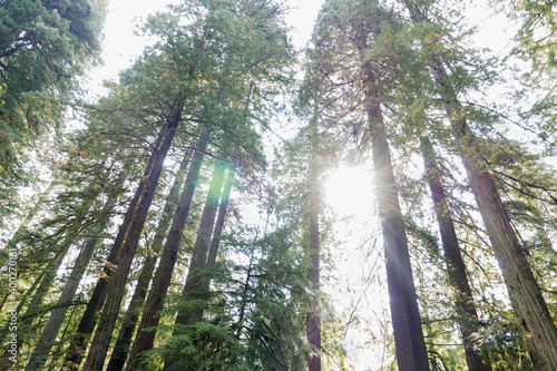 USA, California, Humboldt County, Sun shining over forest photo