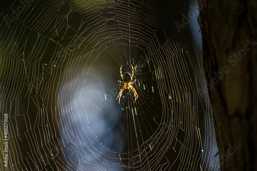 Big spider in the middle of a spider web in the forest 