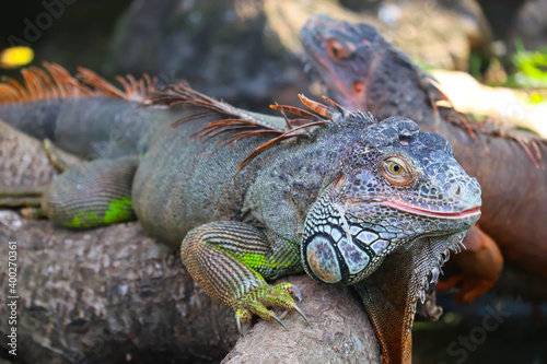 Beautiful Cute Large Scaly Coldblooded Colorful Lizard Reptile Central American Green Iguana With Open Eyes In Tropical Island