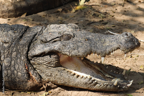Closeup Of Head Of Alligator Or Crocodile With Sharp Teeth And Jaw With Wide Open Mouth