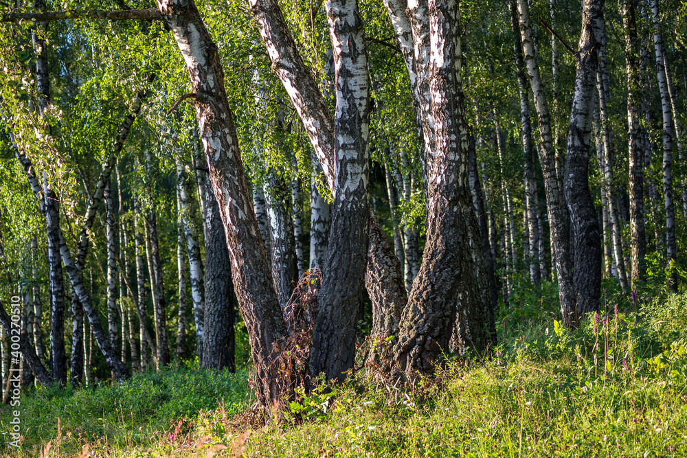 Fototapeta premium Dense birch forest on a summer day 