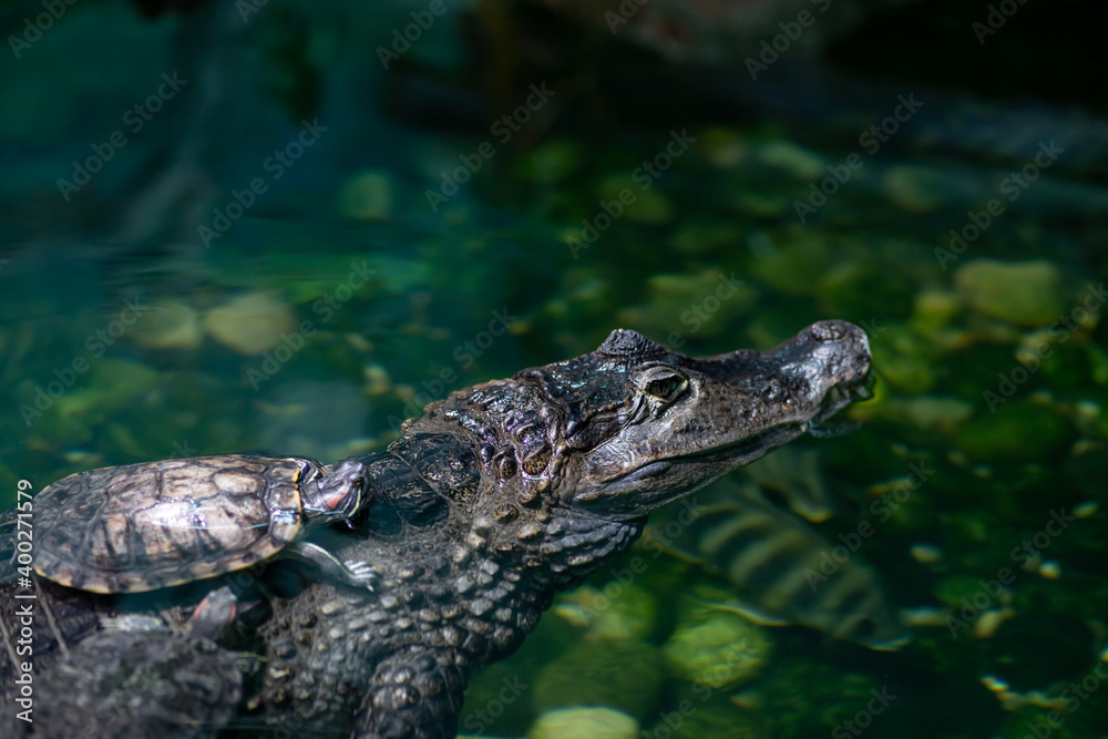 Close up of crocodile with small turtles in water. Representatives of reptiles resting on dangerous predator. Close up of crocodile with small turtles in water. Representatives of reptiles resting on dangerous predator.