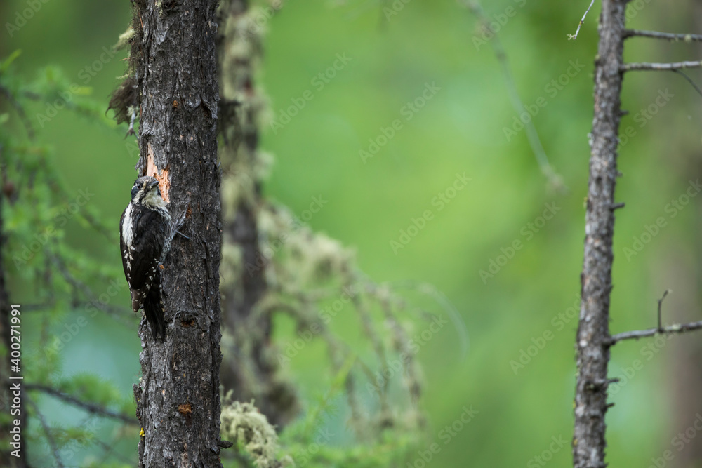 Three-toed Woodpecker, Picoides tridactylus ssp. tridactylus Three-toed Woodpecker, Picoides tridactylus ssp. tridactylus