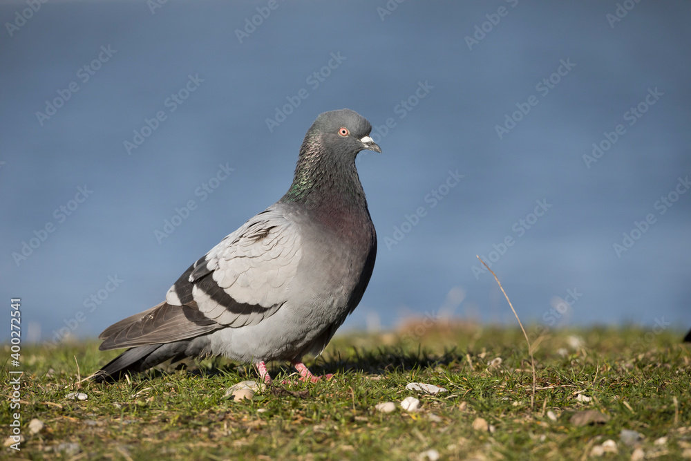 Feral Pigeon - Straßentaube - Columba livia domestica, Germany (Baden-Württemberg), adult Feral Pigeon - Straßentaube - Columba livia domestica, Germany (Baden-Württemberg), adult
