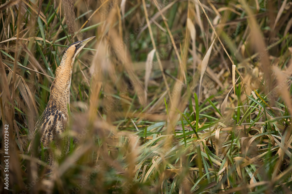 Eurasian Bittern - Rohrdommel - Botaurus stellaris ssp. stellaris, Switzerland Eurasian Bittern - Rohrdommel - Botaurus stellaris ssp. stellaris, Switzerland