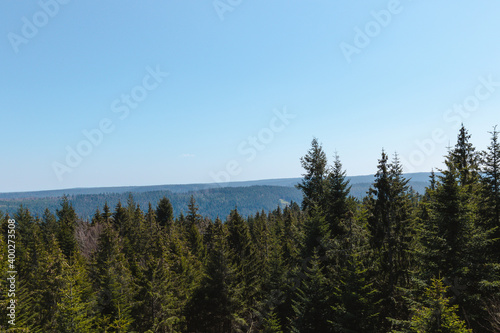 Forest view with green pine trees