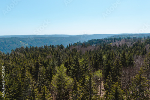 Forest view with green pine trees