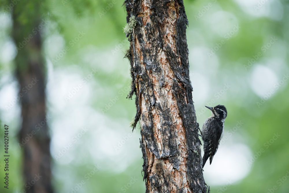 Three-toed Woodpecker, Picoides tridactylus ssp. tridactylus Three-toed Woodpecker, Picoides tridactylus ssp. tridactylus