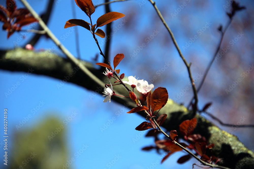 Twig with white flowers and dark leaves, backlit, with other branches and blue sky in the background Twig with white flowers and dark leaves, backlit, with other branches and blue sky in the background