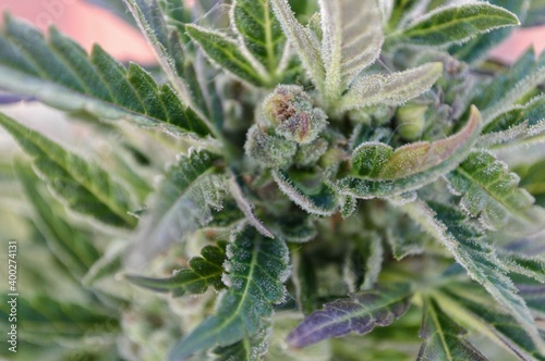 Flowers of a Marijuana plant full of trichomes