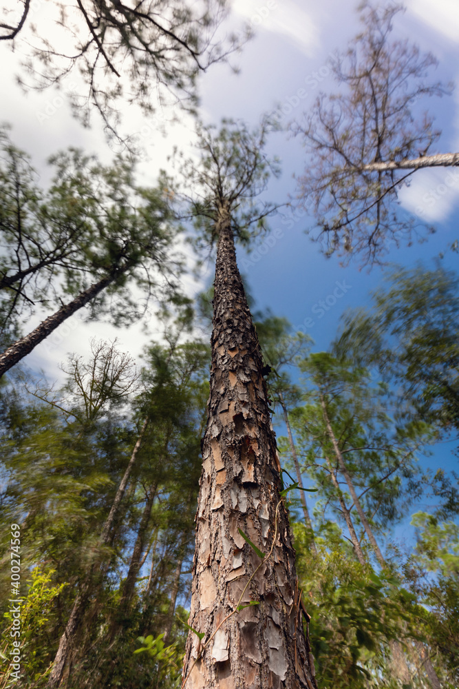 Fototapeta premium tall pine tree