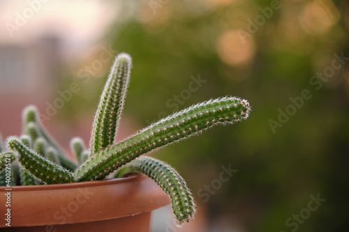 Cactus of the species Chamaecereus silvestrii. Elongated cactus in flowerpot. Echinopsis chamaecereus cactus. Snake cactus. 