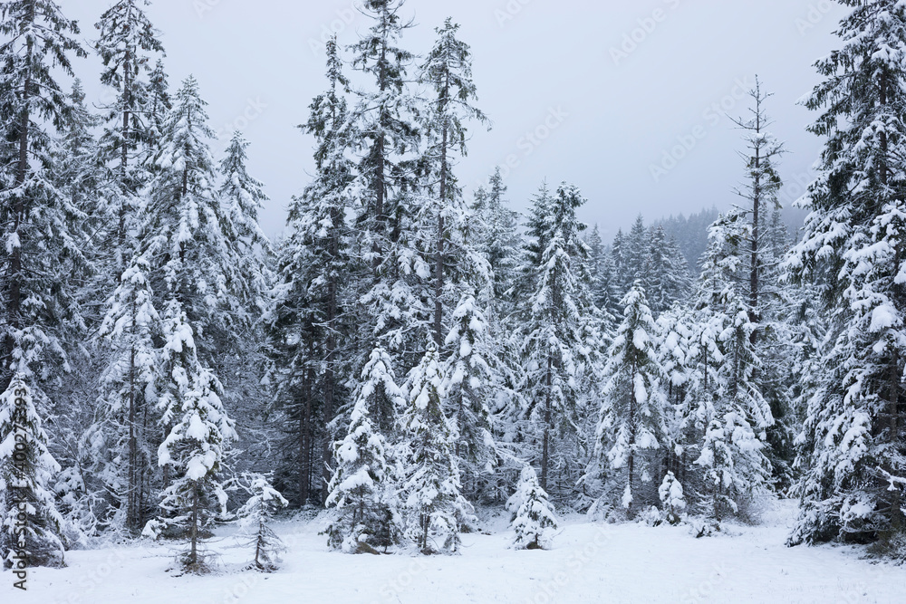 Naklejka premium Eurasian Pygmy-Owl - Sperlingskauz - (Glaucidium passerinum ssp. passerinum, Germany (Baden-Württemberg), habitat