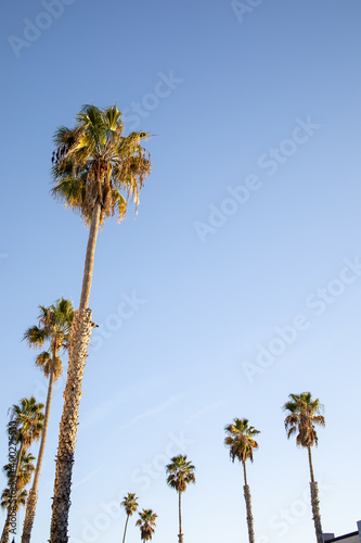 Palms trees against blue sky
