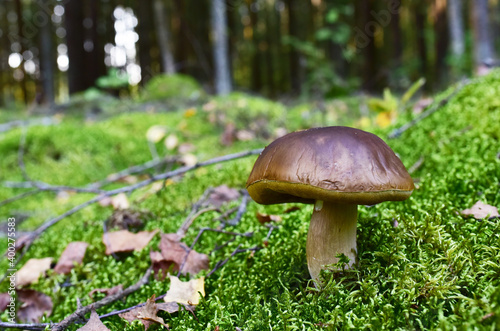 White mushroom in forest in autumn season. Big boletus grows in the wildlife against the background of green moss. Porcini bolete mushrooms. Season for picked gourmet mushrooming.