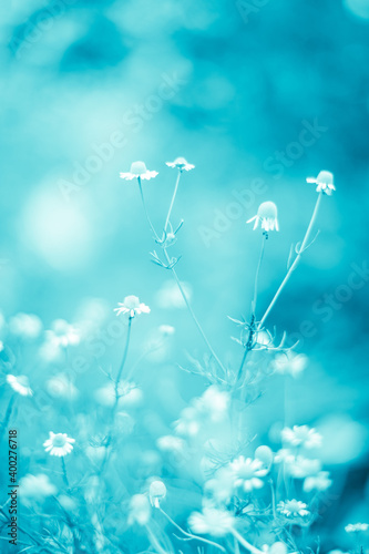 Lovely white chamomile flowers grow in the blue garden © Omega