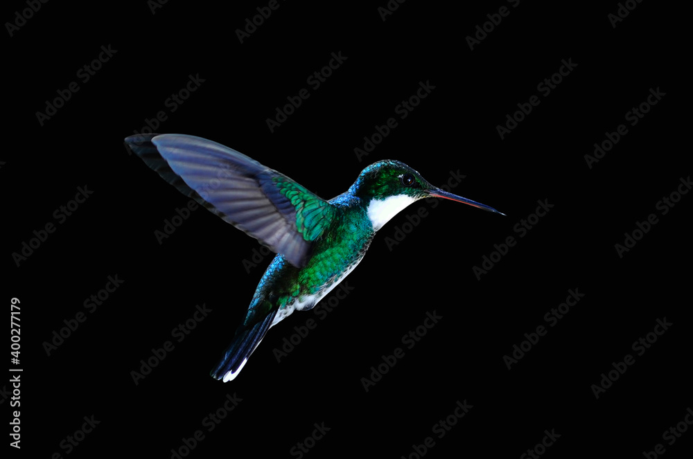 Colibrí garganta blanca volando con fondo negro Colibrí garganta blanca volando con fondo negro