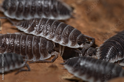 Porcellio hoffmannseggi isopods on a piece of bark 