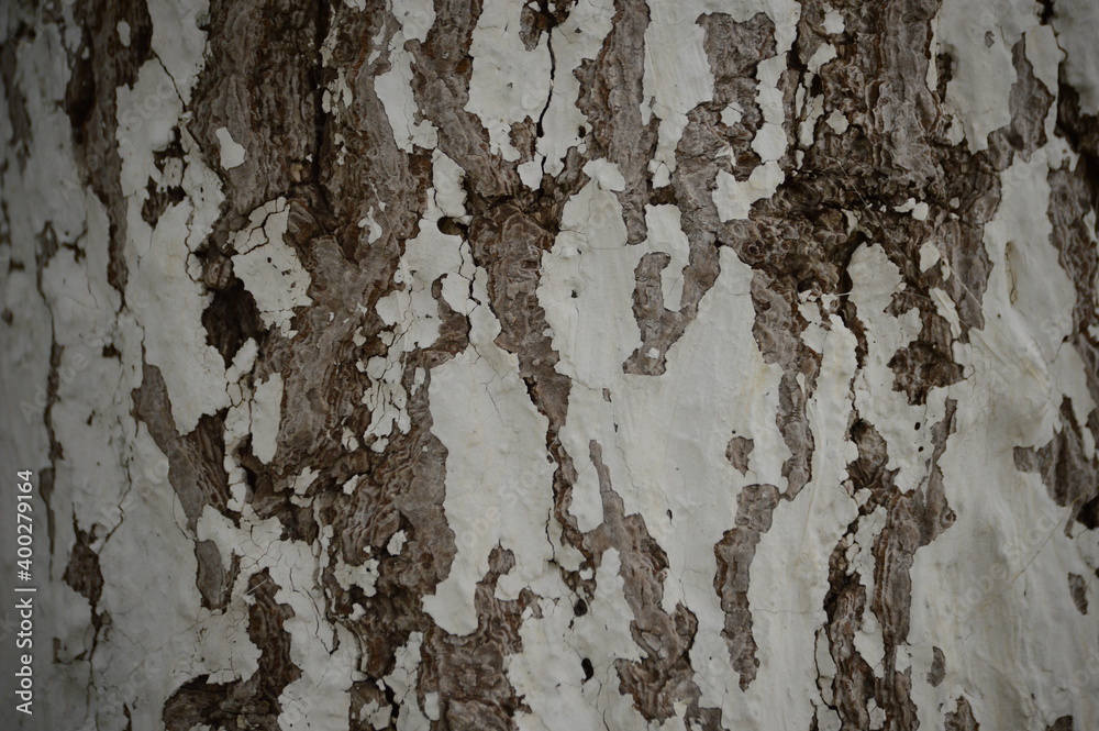 close-up of white tree bark close-up of white tree bark