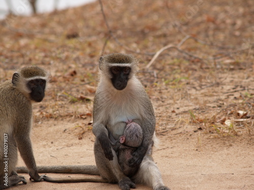 Monkey feeding time