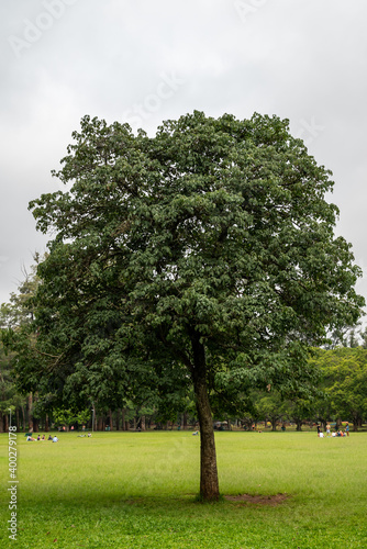 árvores no parque Ibirapuera