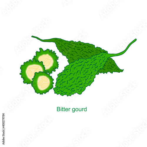 Vector illustration of bitter gourd/ bitter melon isolated on a white background. 