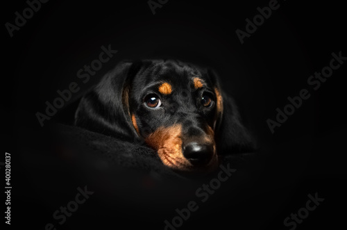 dachshund puppy cute portrait in studio on black background 