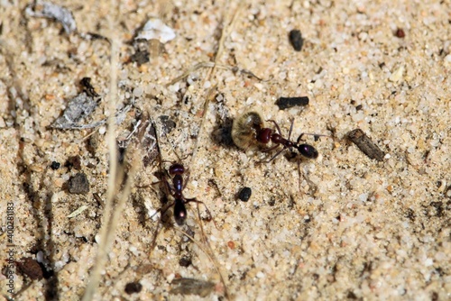 Meat Ant (Iridomyrmex purpureus) carrying prey to nest, South Australia © Wattlebird