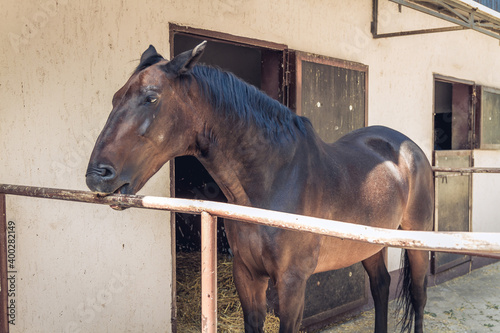 Portrait of a brown horse whos swallows air technique on a fence