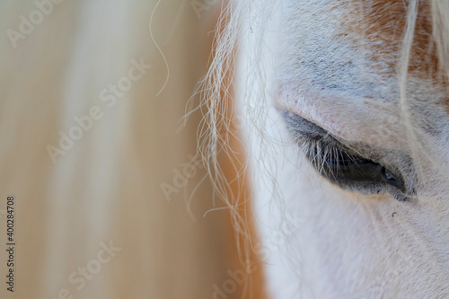 Miniature Horse Eye, Close up of Mini Pony Eye