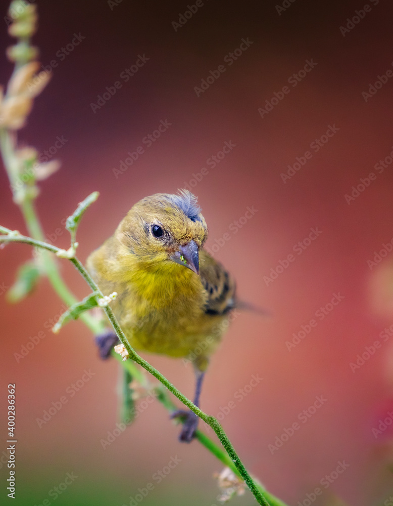 Obraz premium Bird Background for screen or print