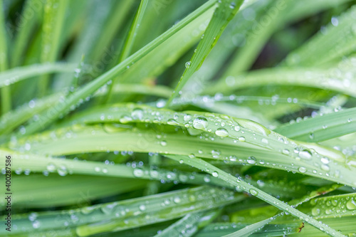 Nahaufnahme von Wassertropfen auf Gras