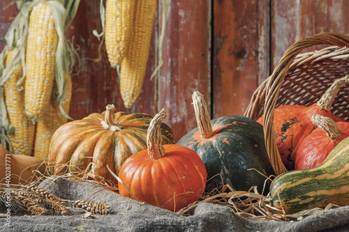 Autumn still life with pumpkin fruits of different colors and sizes in a rural house on the background of old wooden doors. Concept of Thanksgiving day with space for text