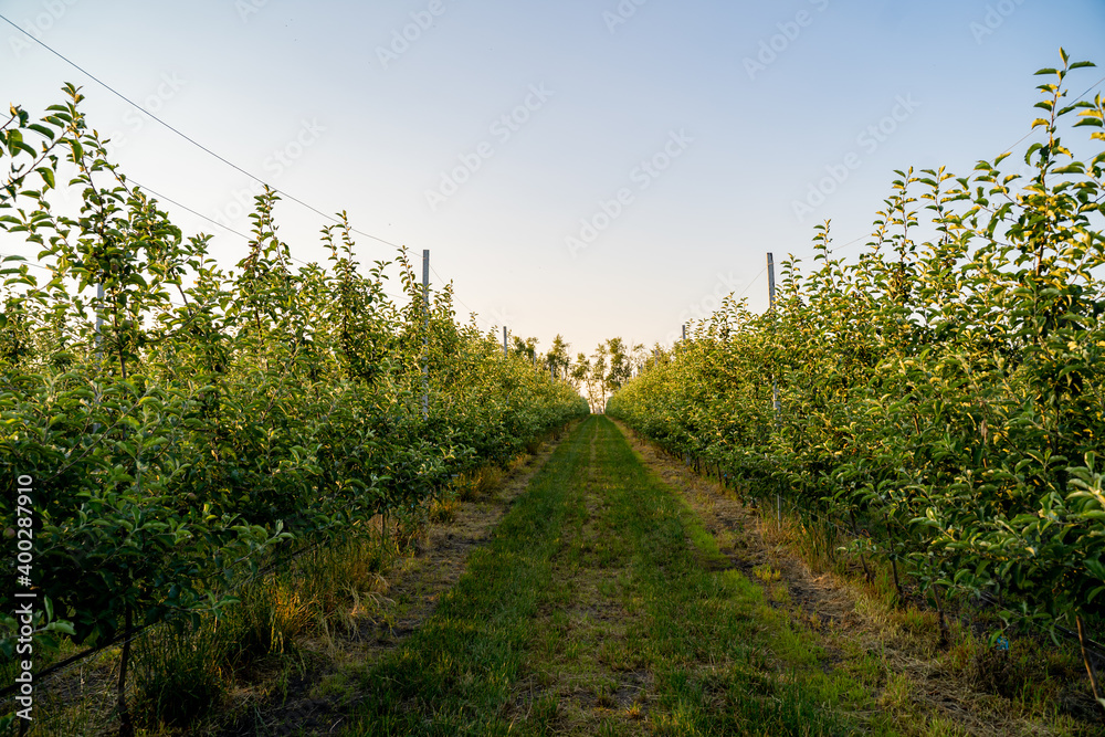 Young industrial apple orchard blossoms machinery driveway