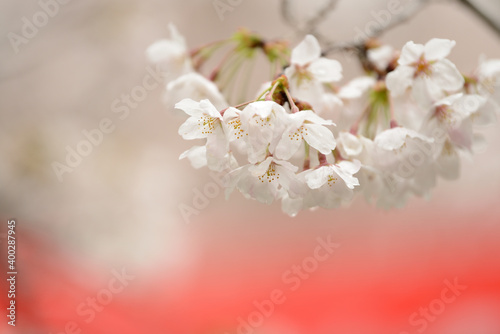 紅白の幕を背景に雨に濡れているしだれ桜です © masaandsaya
