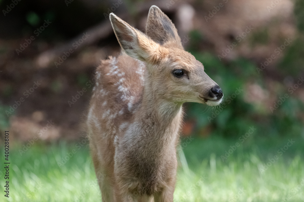 Deer in Sunriver Oregon, Baby Deer Outside of Bend Oregon Deer in Sunriver Oregon, Baby Deer Outside of Bend Oregon