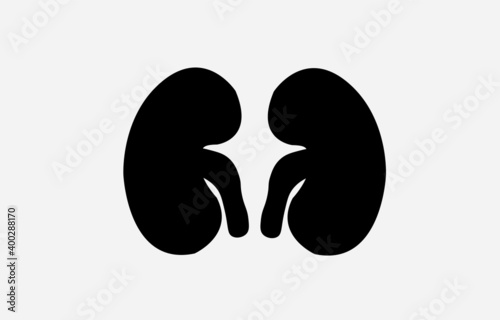 Human organ; Kidney. drawing.