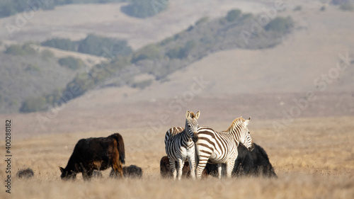 Fototapeta Naklejka Na Ścianę i Meble -  Zebras and Horses in a Pasture Together, Biodiversity of Species