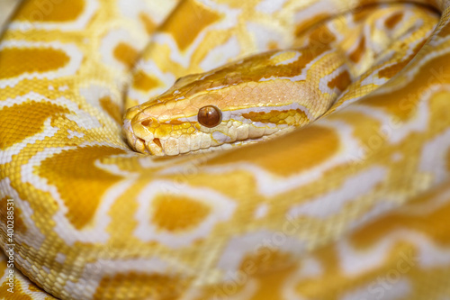 Albino Burmese Python (Python molurus bivittatus)A large non-toxic snake from the genus of real pythons. One of the most famous species of the genus.