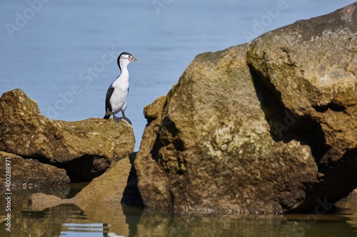 Yound Pied Shag, an Australasian species of cormorants on a rocky sea shore in New-Zealand © Gudellaphoto