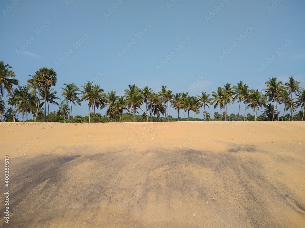 Coconut trees, blue sky, sand dunes on the beach Coconut trees, blue sky, sand dunes on the beach