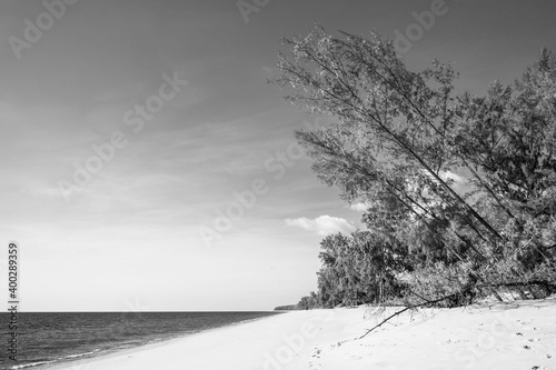 Black and white picture of pine tree at sea shore.
