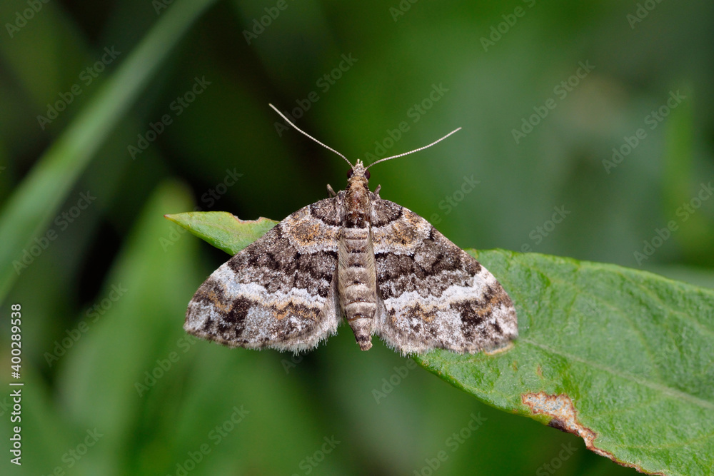 Obraz premium ヒメカバスジナミシャク（北海道・層雲峡） 
