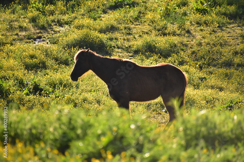 Tennessee Walking Horses photo