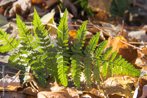 Spinulose Wood Fern photo