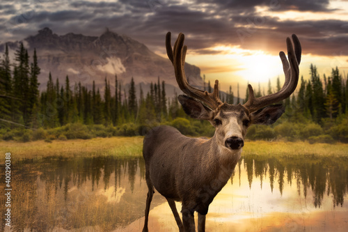 A male Deer in Canadian Nature composite. Beautiful landscape view of a Lake in Banff National Park, Alberta, Canada. Dramatic Colorful Sunrise Sky. © edb3_16