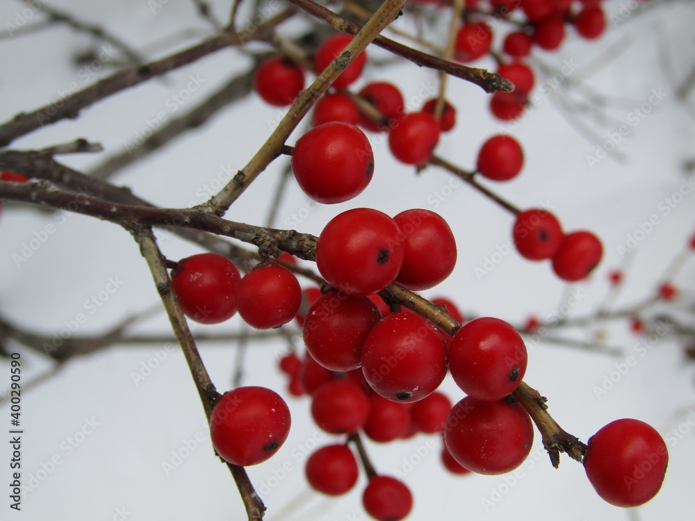 red berries on a branch red berries on a branch