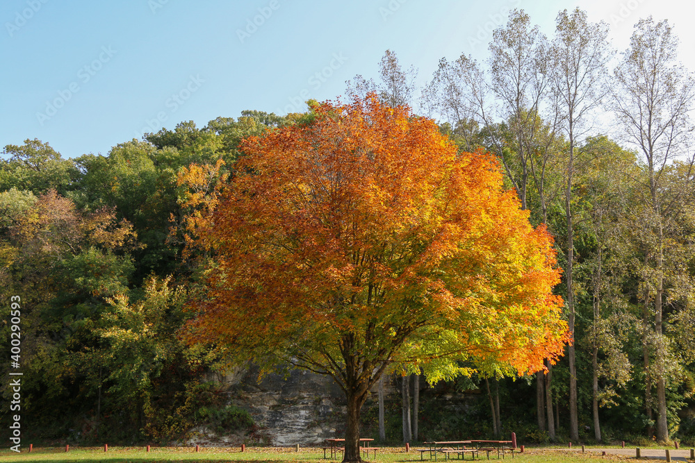 A fall tree with bread orange and yellow leaves in a park setting in front of a mountain is forest area