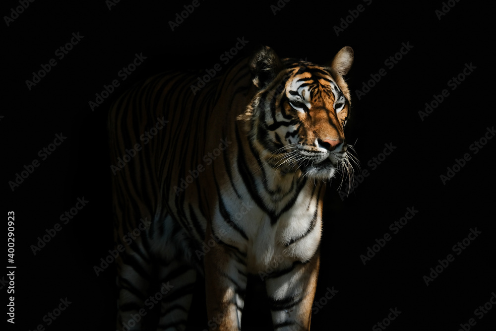 Obraz premium tiger