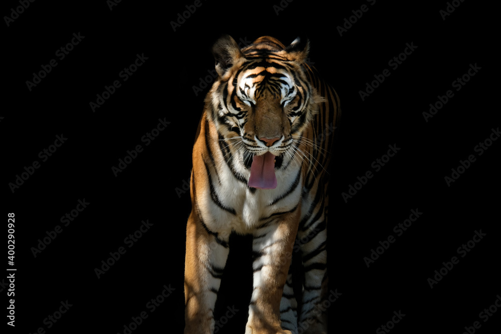 Fototapeta premium tiger